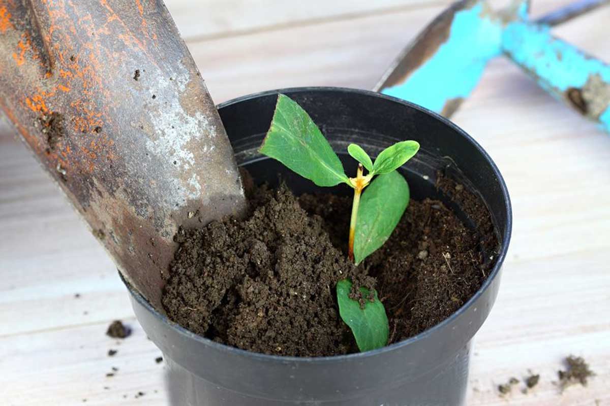 Riprodurre le piante nel giardino