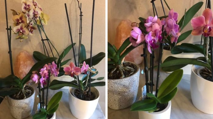 Orchidee: come curarle e mantenerle bene (consigli facili ed EFFICACI)