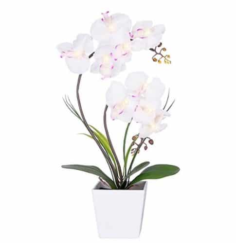 vaso per piante orchidee