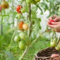 Come coltivare i pomodori in giardino