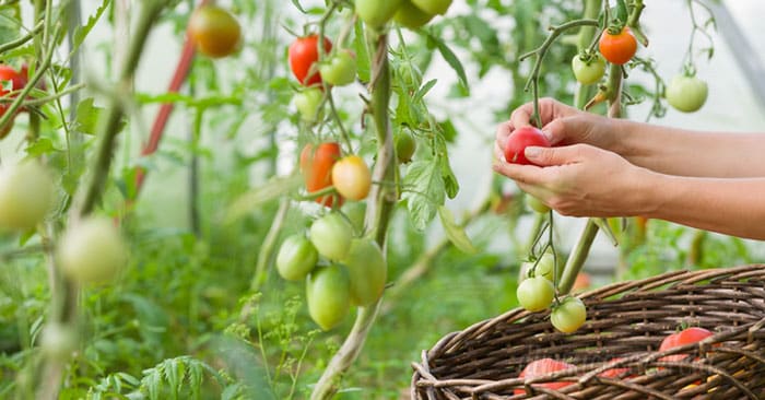 Come coltivare i pomodori in giardino