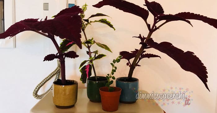 riproduzione coleus