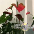 Anthurium