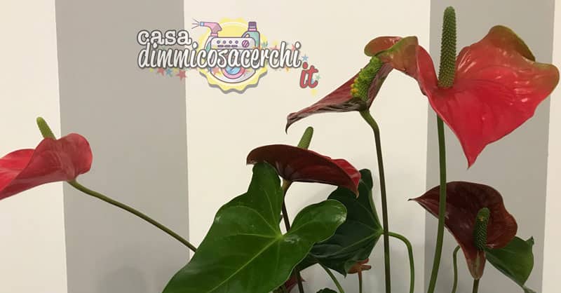 Anthurium pianta