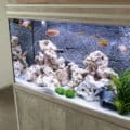 allestimento acquario