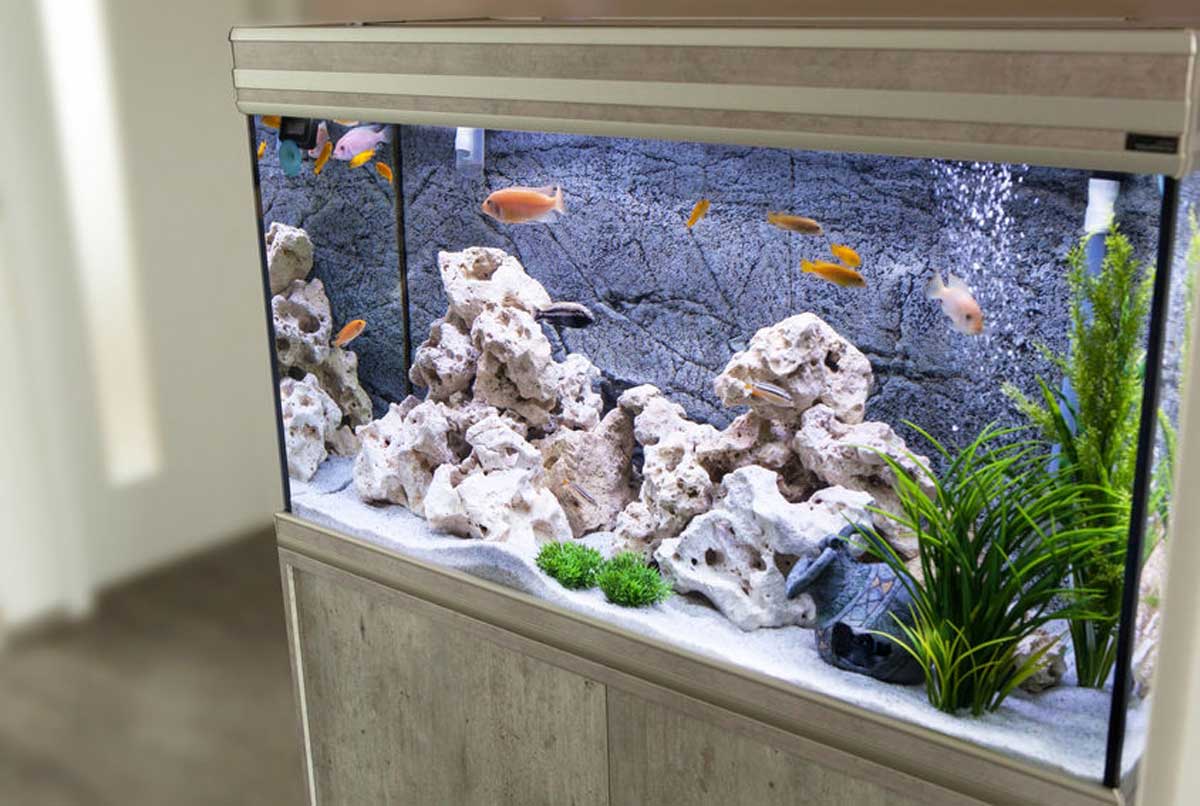 Allestimento acquario pesci: tutto quello che devi sapere