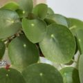 pilea peperomioides cura