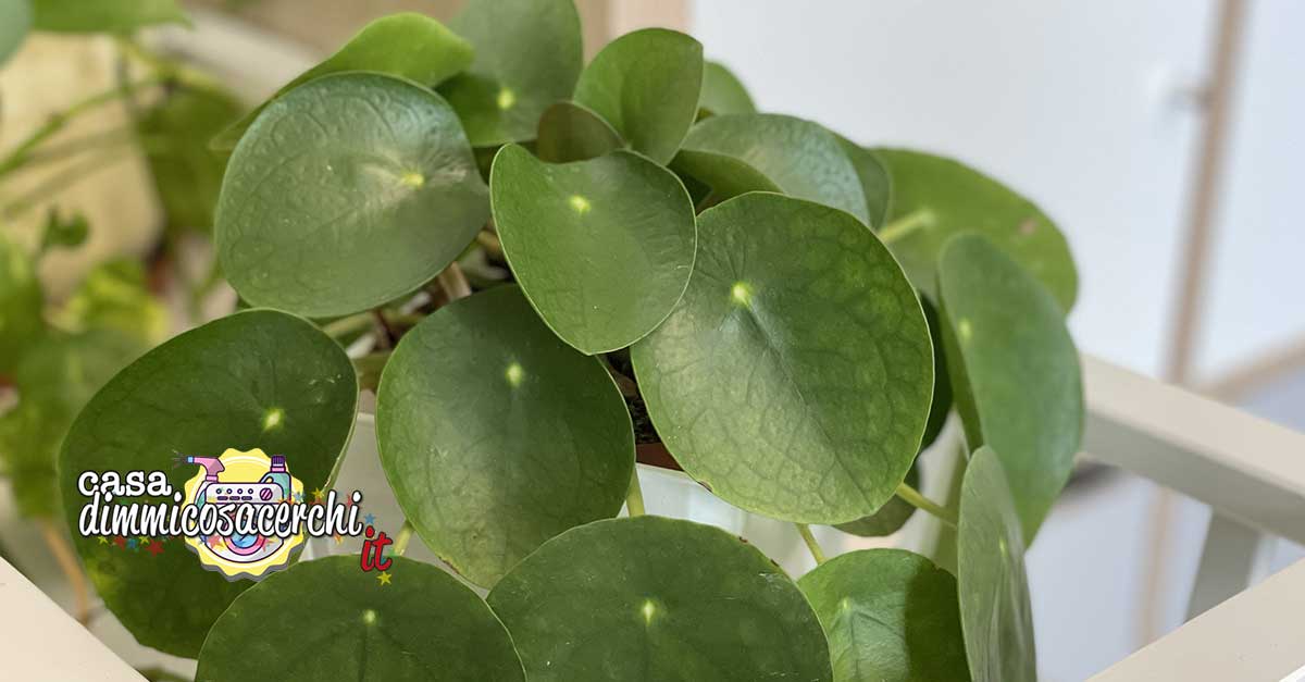 pilea peperomioides cura