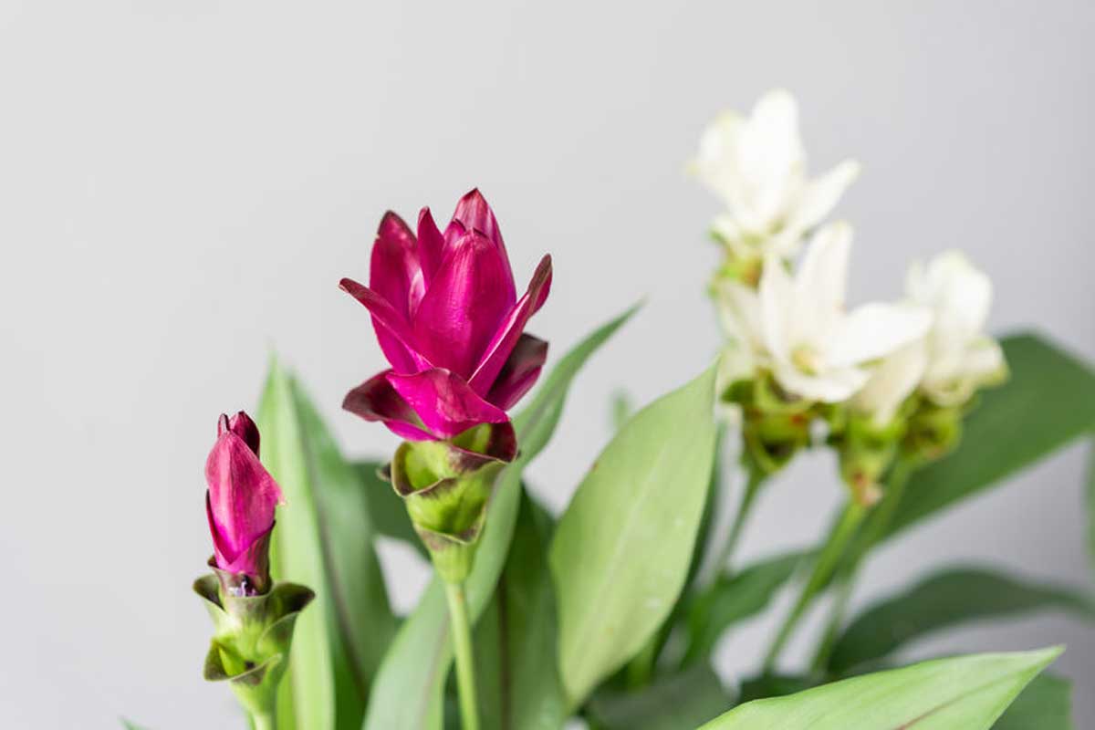 curcuma pianta