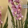 Cymbidium