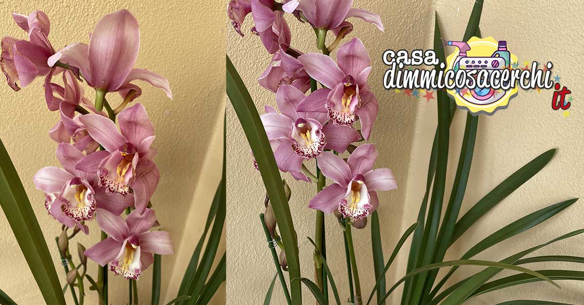 Cymbidium