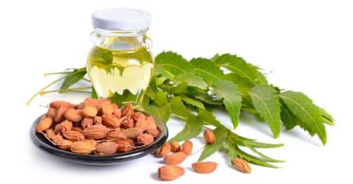 Olio di neem: a cosa serve, come usarlo, consigli d'uso